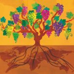 Wine illustrations